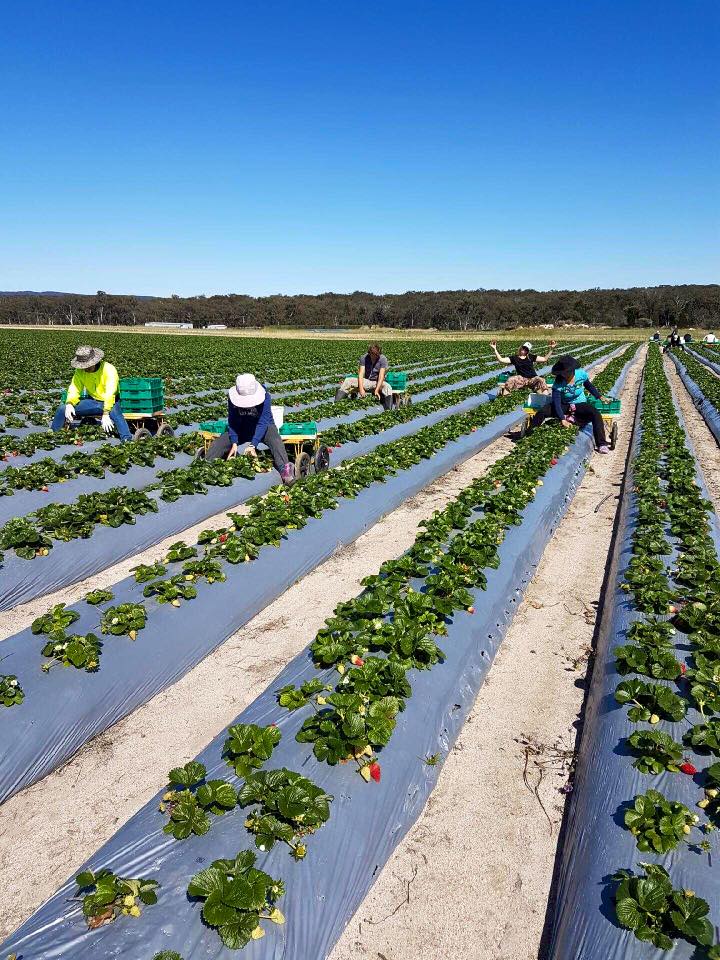 Ashbern Farms Policy and Procedures for Field Supervisors