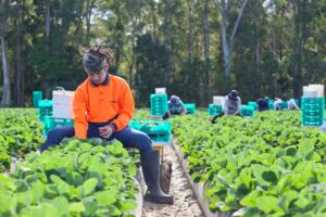 Picking at Ashbern Farms
